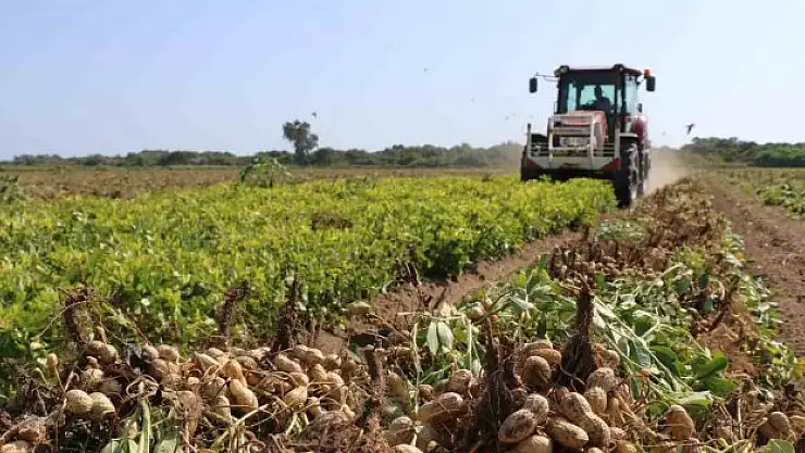 Adana Yer Fıstığı Tescillendi