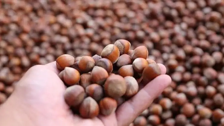 479,9 milyon dolarlık gelir elde edildi