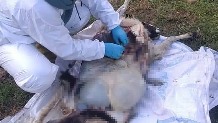 Ani koyun ölümleri şaşırttı