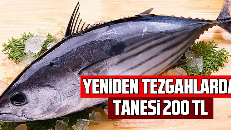 Sinop'ta palamudun tanesi 200 lira