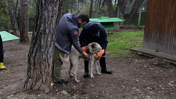 Osmangazi'de başıboş köpekler mercek altında