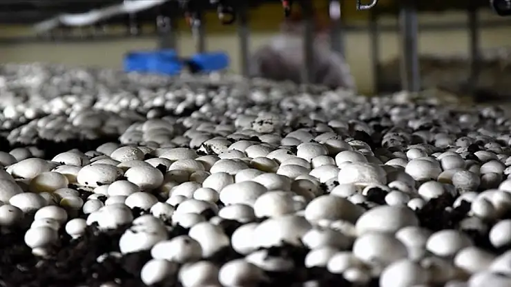 Devlet Destekli Kültür Mantarı Üretimi