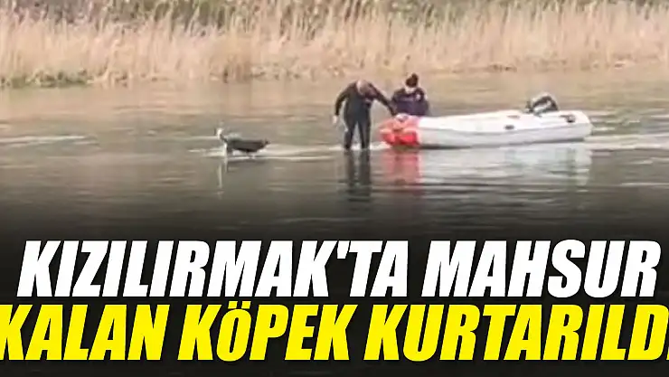Kızılırmak'ta mahsur kalan köpek kurtarıldı