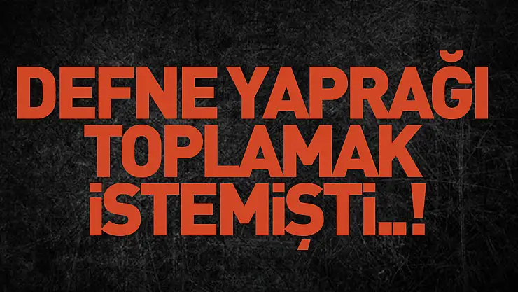 Defne Yaprağı Toplamak  İstemişti..!