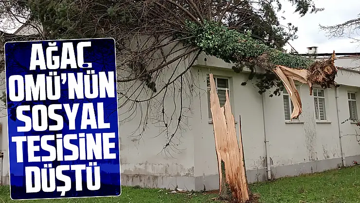 Ağaç OMÜ'nün Sosyal Tesisine Düştü