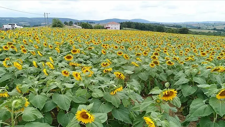 120 bin dekar arazi tarıma kazandırıldı