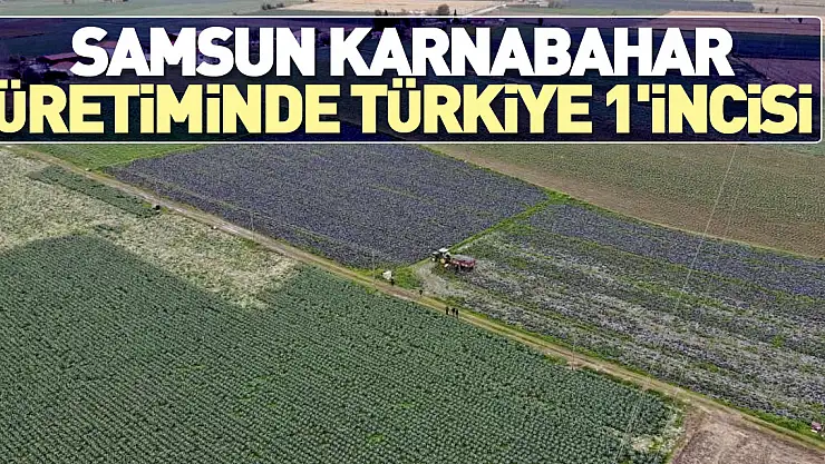 Samsun karnabahar üretiminde Türkiye 1'incisi