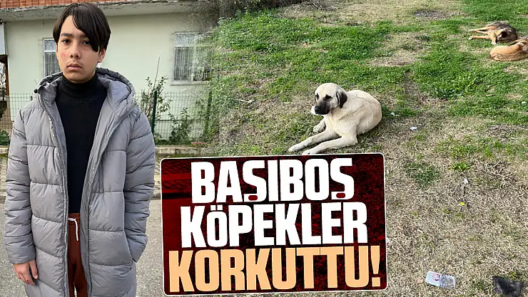 Başıboş köpekler, korkuttu!