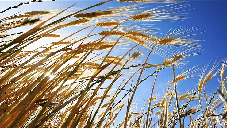 Tohumculuk Sektörü İçin Önemli Proje