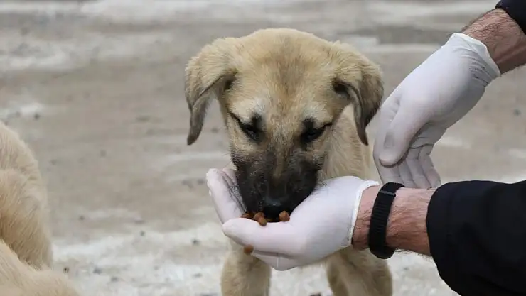 2023'te sokak hayvanları sıcak yuvalarına kavuştu