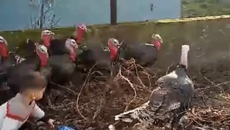 Hindiler topu kaptı