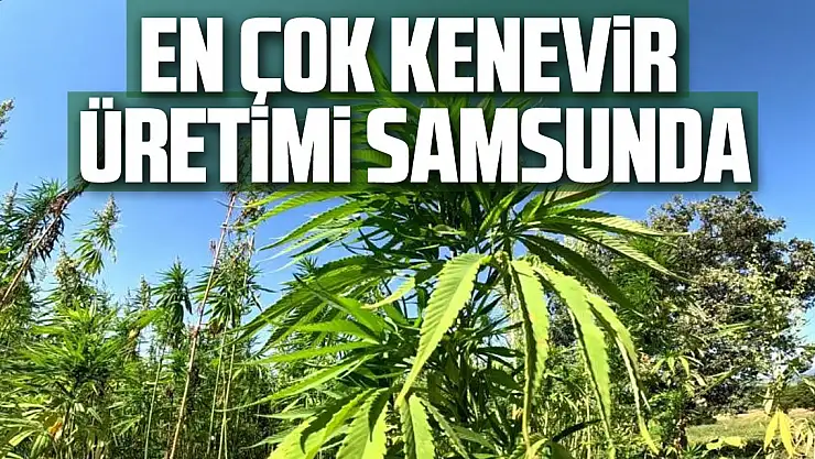 En Çok Kenevir Üretimi Samsunda