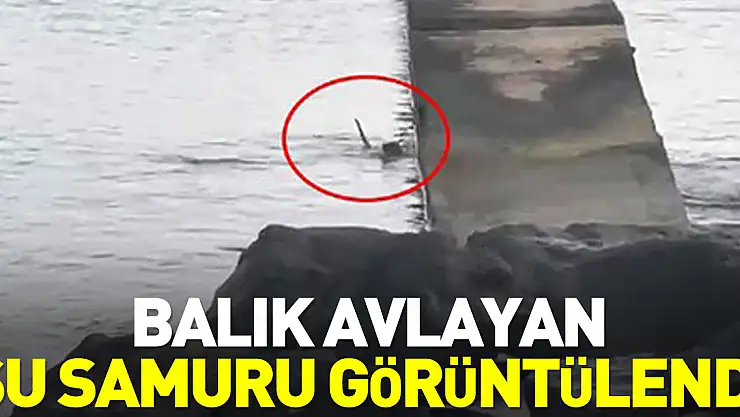 Balık avlayan su samuru görüntülendi