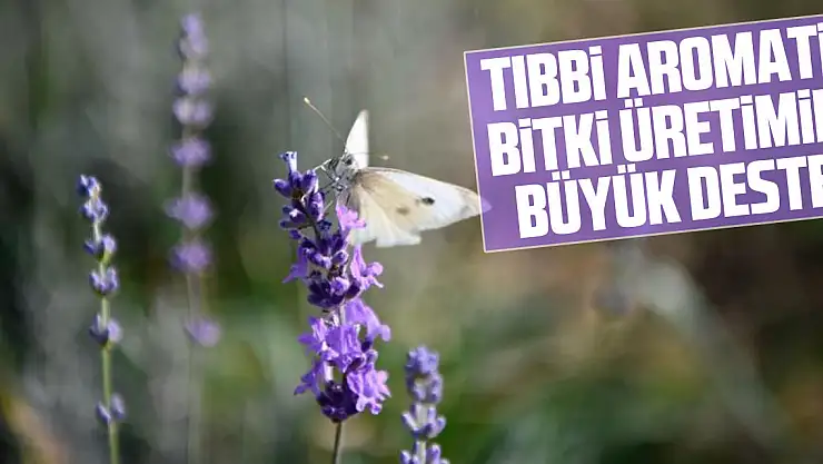 Tıbbi aromatik bitki üretimine büyük destek