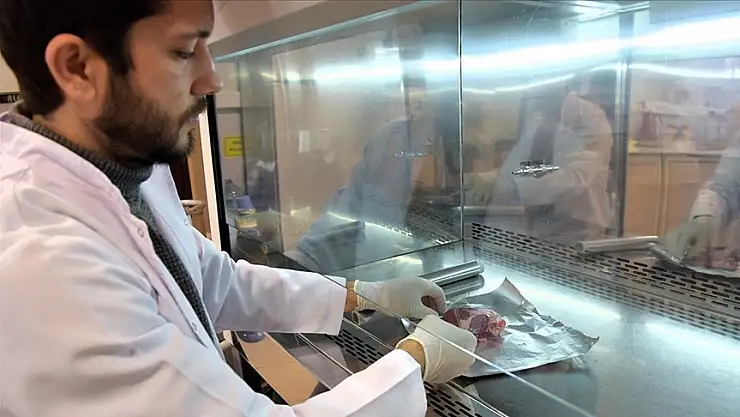 KOYUN KALP KAPAKÇIĞI İNSAN HÜCRELERİYLE UYUMLU