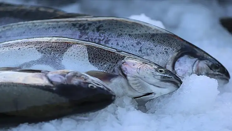 Türk somonu ihracatı 2023'te 396,3 milyon dolara ulaştı