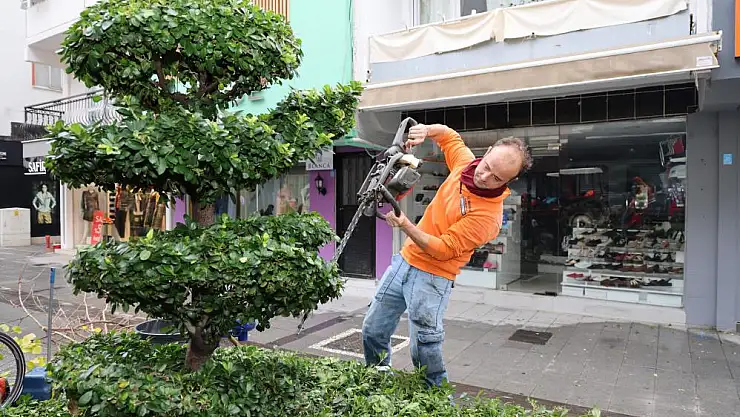 Bitkilere kış bakımı