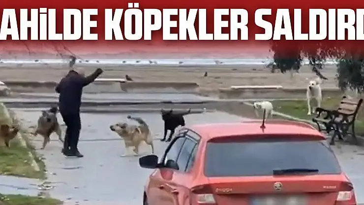 SAHİLDE KÖPEKLER SALDIRDI