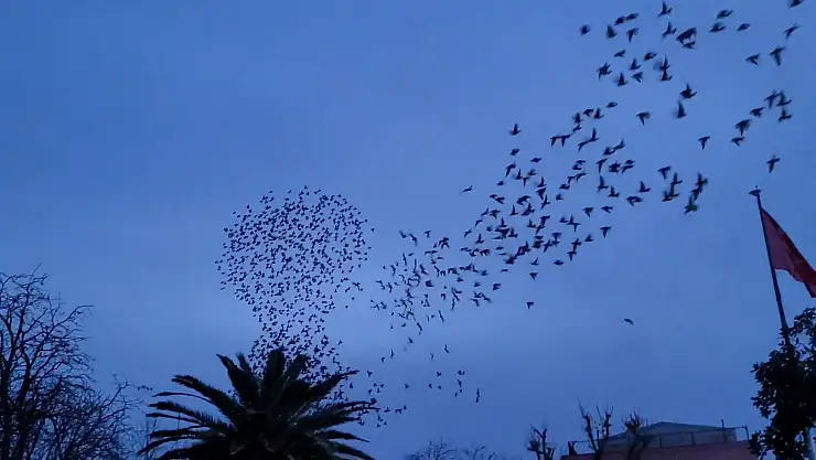 Samsun'da kuşların büyüleyici dansı