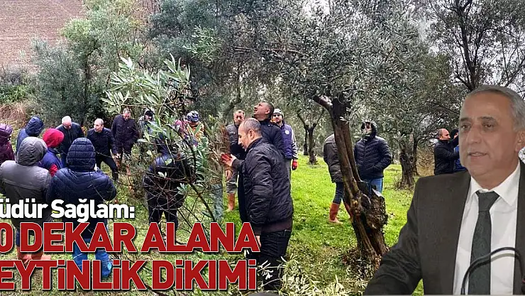 Müdür Sağlam: 560 dekar zeytinlik dikimi