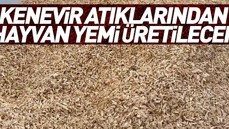 Kenevir atıklarından hayvan yemi üretilecek