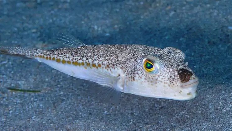 Zehirli balon balığının yeni rotası Marmara