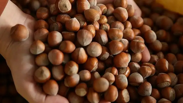 Fındık 110 liraya yükseldi