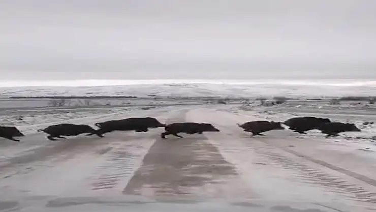 Domuz sürüsü görüntülendi