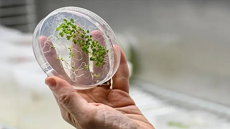 Gezeravcı'nın ilk deneyi yön verecek