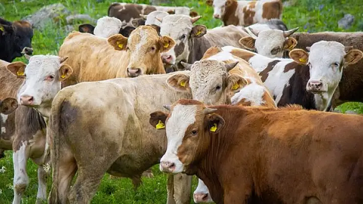 TARSİM 2023'te 19,7 milyon büyük ve küçükbaş hayvanı sigortaladı