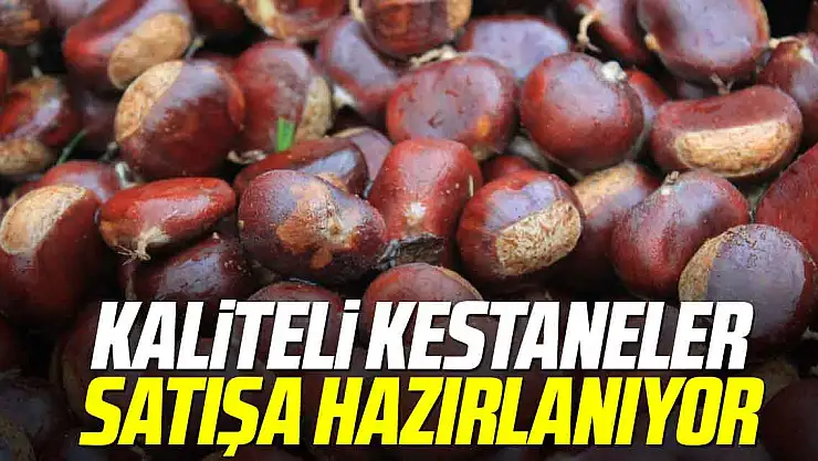 ÇİN KESTANESİNE DİKKAT!