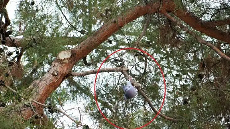 Güvercine itfaiye yetişti