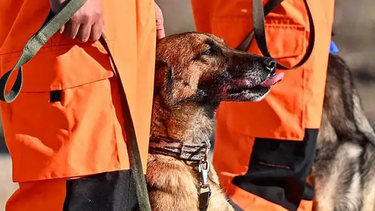 Arama kurtarma köpekleri hayat kurtarıyor