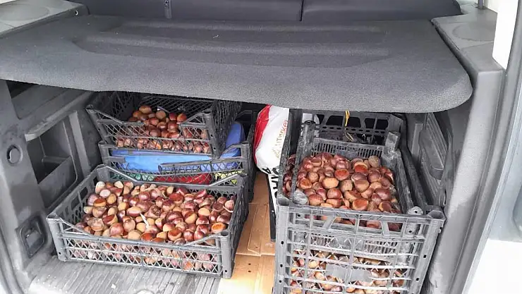 ÇİN KESTANESİ ELE GEÇİRİLDİ