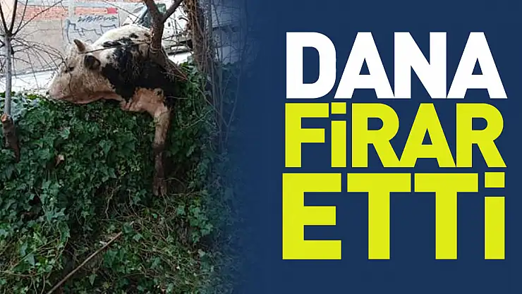 DANA FİRAR ETTİ
