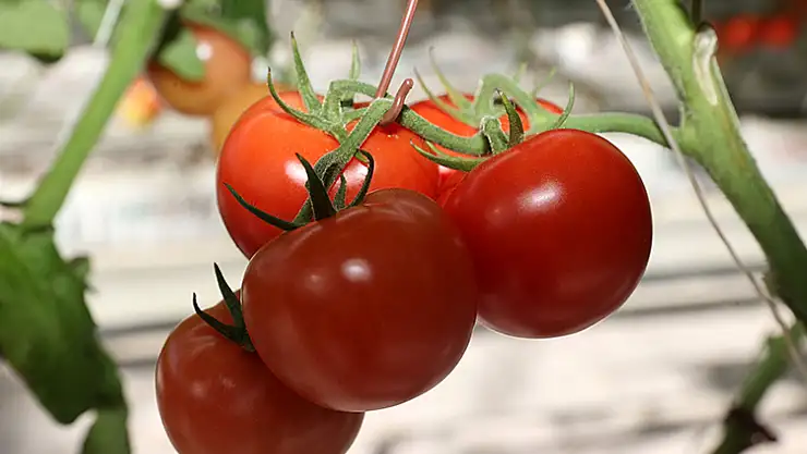 Çöpten Elde edilen Enerji Sera Kurdurdu