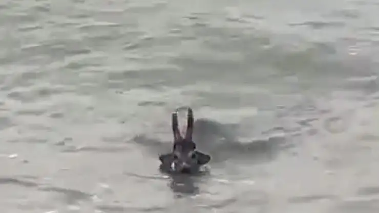 Gezerken denize düştü