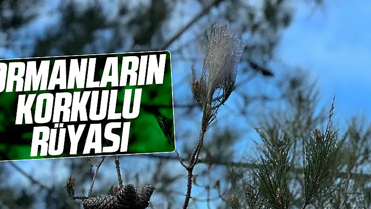 Ormanların korkulu rüyası