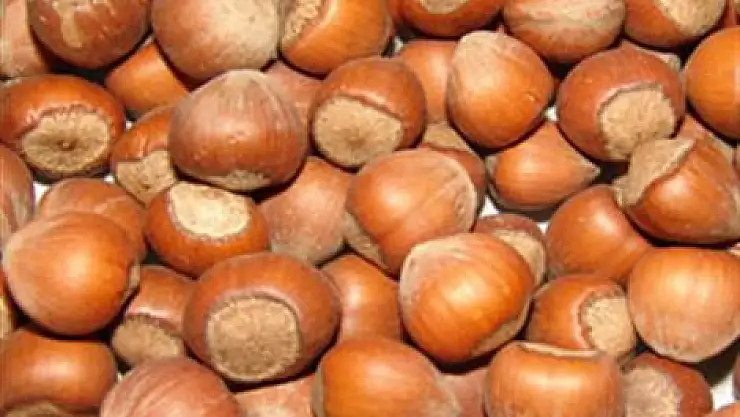 Fındık tavan yaptı