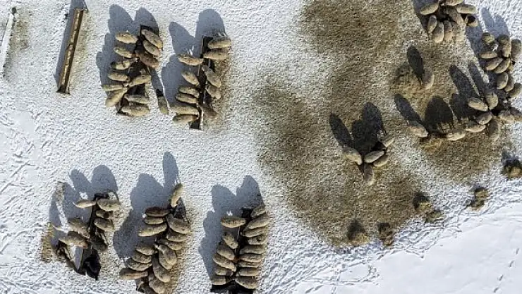 Kars'ta besicilerin kış mesaisi zorlu geçiyor