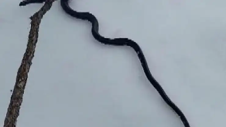 DEPREM HABERCİSİ Mİ?