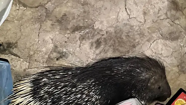 HİNT OKLU KİRPİ GÖRÜNTÜLENDİ