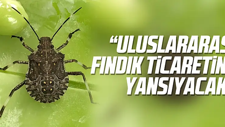 'Uluslararası fındık ticaretine yansıyacak'