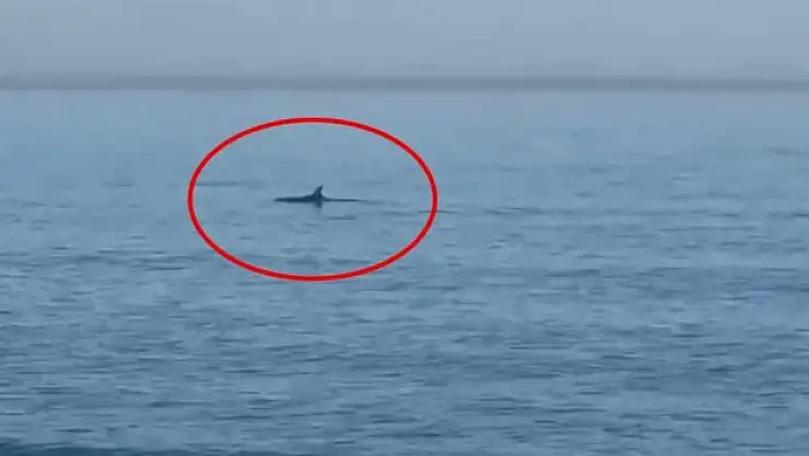 Yunuslar Gözden Kaçmadı