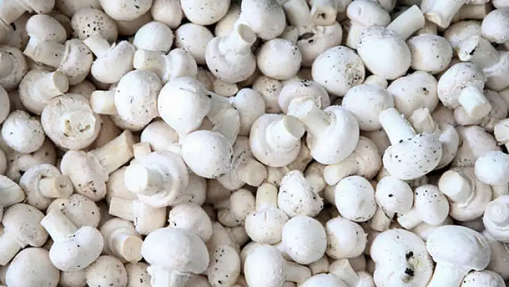 YILDA 60 TON MANTAR ÜRETİYOR