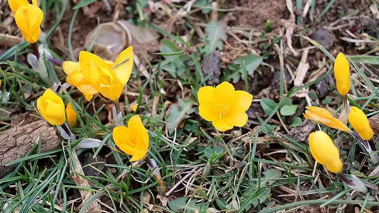 BAHARIN MÜJDECİSİ ÇİÇEK AÇTI