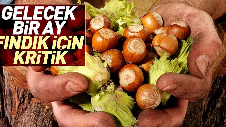 GELECEK BİR AY FINDIK İÇİN KRİTİK