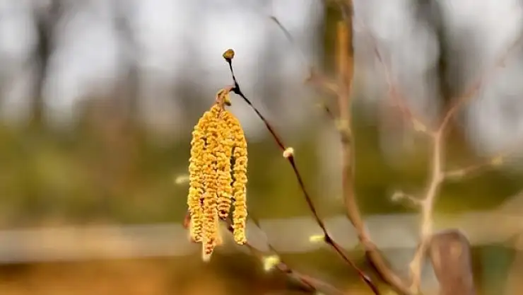 Fındıkların İçi Boş Kalabilir