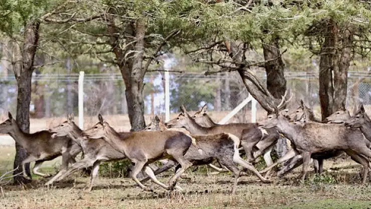Kızıl Geyikler Doğaya Salınıyor