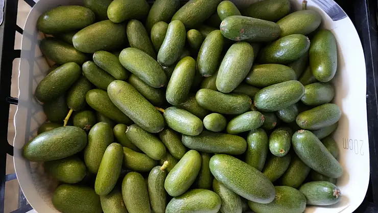 Rusya pazarında kilogramı 5 dolardan yok satıyor